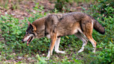 More Red Wolves Are Coming to the East Coast
