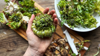 Hand holding dandelion crown over cutting board with knife and bowl of chopped greens