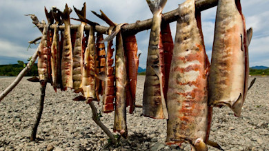 Salmon and fillets hung on a wooden pole to dry on a rocky riverbank
