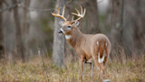 3 Things My First Out-of-State Whitetail Hunt Taught Me