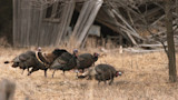 Flock of wild turkeys feeding in dry field near a collapsed wooden barn