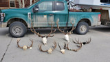 Several elk skulls with antlers laid on pavement in front of a muddy green pickup truck and camper