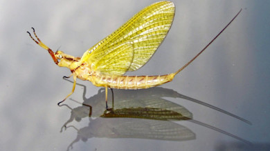Yellow mayfly resting on water surface with clear reflection