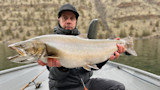 Anglers Release Potential World Record Bull Trout