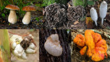 The 12 Best Edible Wild Mushrooms