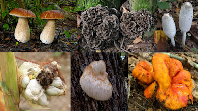 Collage of fall wild mushrooms: porcini, hen-of-the-woods, shaggy inkcaps, lion's mane