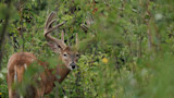 Summer Habitat Improvements for Whitetails