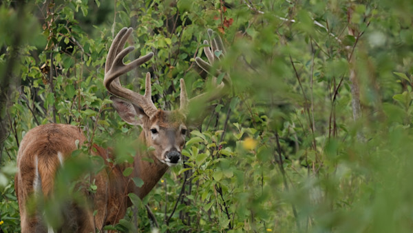 Summer Habitat Improvements for Whitetails