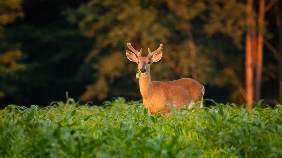 How to Plant a Food Plot with Minimal Equipment