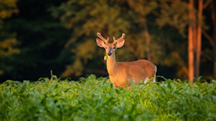 Buck with velvet antlers standing in green field, leaf in its mouth