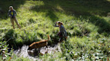 Dog wading in shallow stream with two women standing in a sunlit grassy meadow