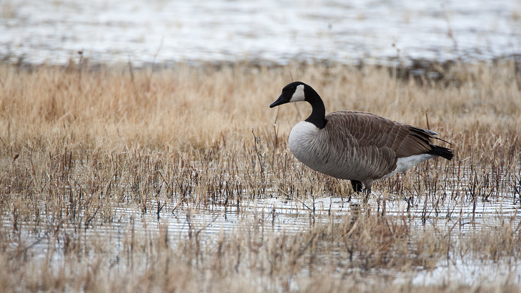 The Canada Goose