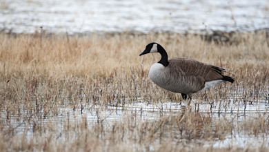 Canada goose standing in shallow marsh water among brown grasses