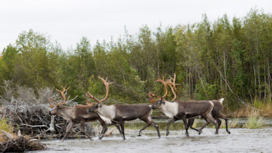 Three antlered caribou crossing a shallow river with trees behind