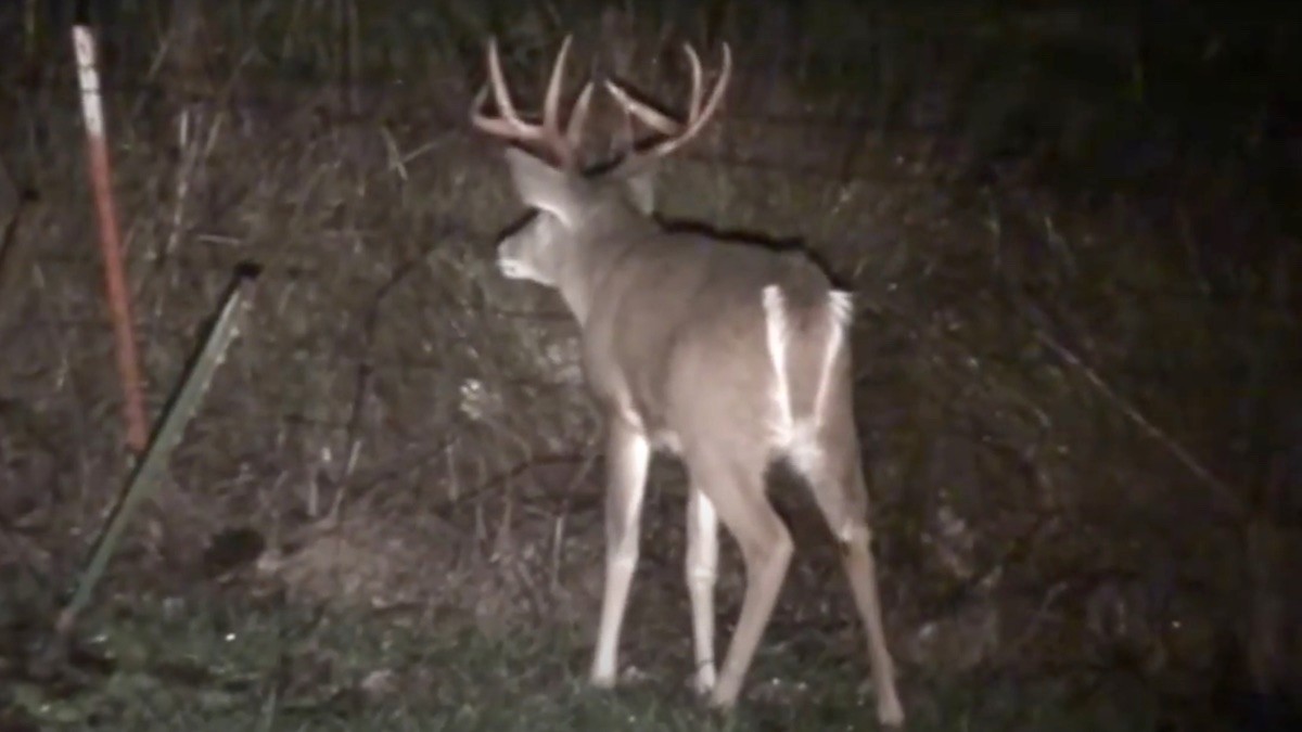 America’s Rarest Huntable Deer