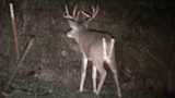 America’s Rarest Huntable Deer