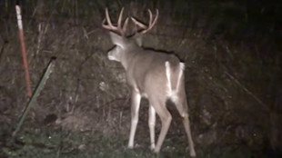 Large whitetail buck with tall antlers standing at night by a fence post