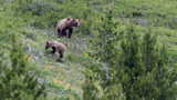 Charging Grizzly Killed by Handgun-Wielding Shed Hunter