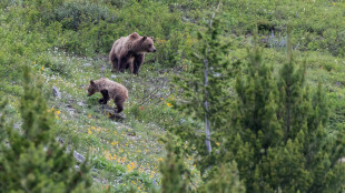 Charging Grizzly Killed by Handgun-Wielding Shed Hunter
