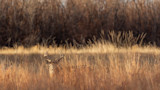 Whitetail buck peeking above tall golden grass with bare shrub background
