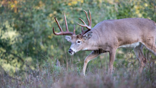 Whitetail buck with large branched antlers walking in a grassy meadow