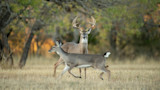 Buck with large antlers and doe crossing dry field with trees in background