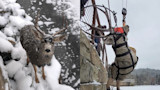Snow-covered buck on icy shore; same deer hoisted by harness and crane as rescuers pull it over a stone wall