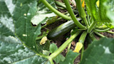 How to Grow Squash