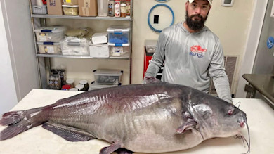 Huge blue catfish on table; bearded man behind wearing gray hoodie with red 'Mad Katz' logo