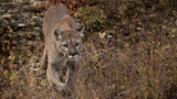 Mountain lion walking through dry grass and rocky ground