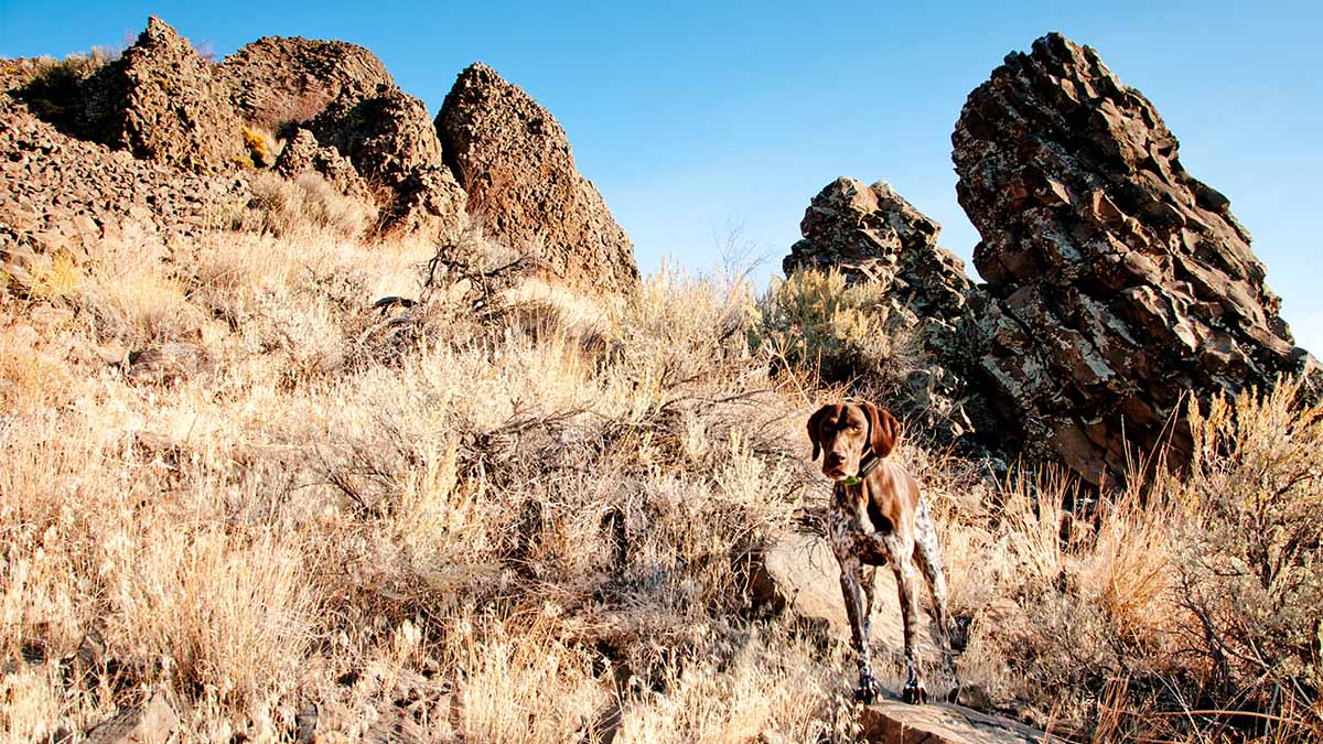 Do Rattlesnake Vaccines Work?