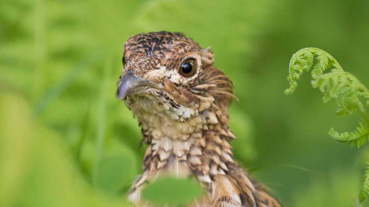 Hunting Seasons May Have Ended this Ailment