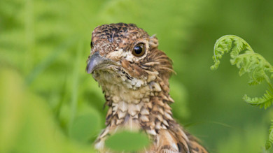 Close-up ruffed grouse head among green ferns