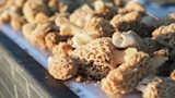 MeatEater Mailbag: Virgin Elk Hunters and Cooking Morels