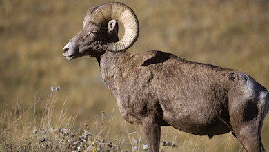 Bighorn sheep ram standing in grass, side profile showing large curled horns