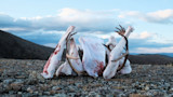 Caribou antlers and meat wrapped in bloodstained white cloths on tundra