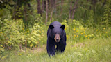 Black bear walking toward camera in a grassy clearing