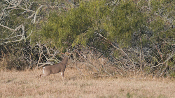 210107_SRME_SEASON10_TX_WHITETAIL-129-2.jpg