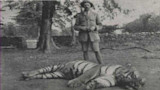 Dead tiger on the ground with a hunter standing behind, stone wall and trees in background