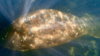 Manatee with TRUMP carved across its back, submerged in shallow water