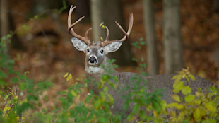 Whitetail buck with eight-point antlers among green brush in forest