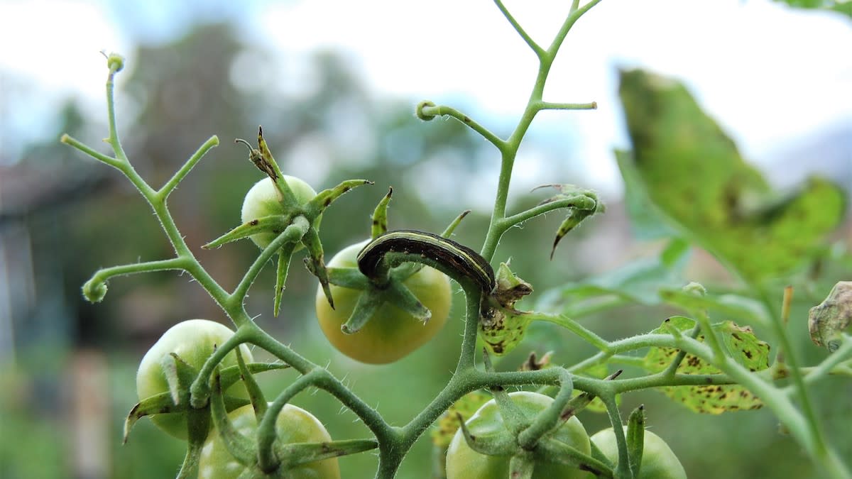 The Best Organic Pest Control for Gardens