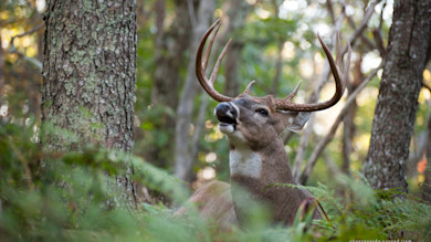 Whitetail buck with large antlers lying among ferns with mouth open in woods