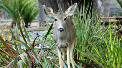 Deer standing among spiky garden plants, facing camera
