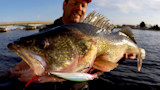Spring is just about the best time to catch walleyes. Here's how.
