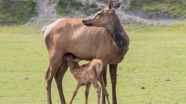 What Is Going on with Colorado (Animal) Moms?