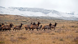 Herd of elk moving across golden grass with snow-covered hills behind