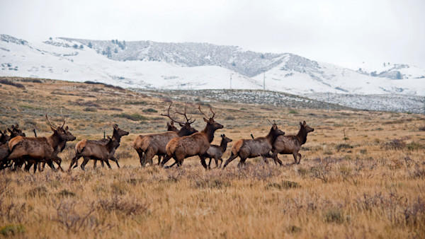 Forces Clash Over Future of Iconic Elk Herds