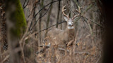 White-tailed buck with antlers standing in leafless woods framed by tree trunks
