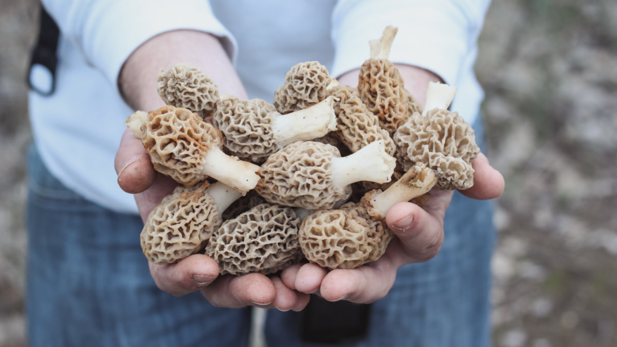 Is it Bad to Pull Morels Instead of Pinching Them?